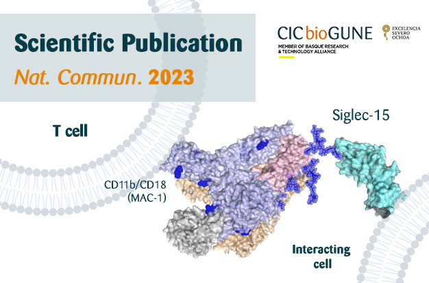 Researchers from @GlycoNMRBilbao @JuneErenoOrbea @asispalazon @CICbioGUNE @Ikerbasque @brta_eus unveiled the #therapeutic potential of 𝐒𝐢𝐠𝐥𝐞𝐜-𝟏𝟓 as a promising #cancer immunotherapy #target 🧾 @NatureComms 🎉 Congratulations to all the authors! 🔗 ow.ly/tbMQ50OSrCV