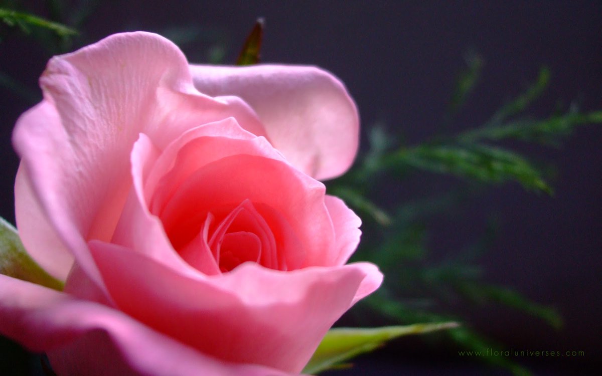 galateagael's tweet photo. #vss365 #compassion
#BrknShards #blossom
#SymphAndJules #impale
Compassion is a sweet
pink rose in giving
water to others
thriving
Content to be impaled
on its own thorns
to see others
blossoming
🩷 https://t.co/Nov1EudxiD