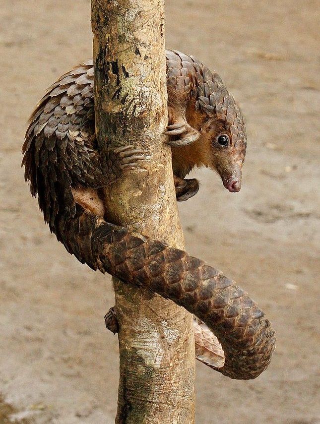 Uganda_Expozed's tweet photo. Pangolins are lesser known mammals that are interesting to track on  Uganda safari tours.

There are basically 8 species of pangolins in the world. 4 of which are Asian pangolins &amp; the other 4 are African pangolins.

Uganda is a habitat of the 4pangolin species
#ExploreUganda https://t.co/FpcF91Lebl