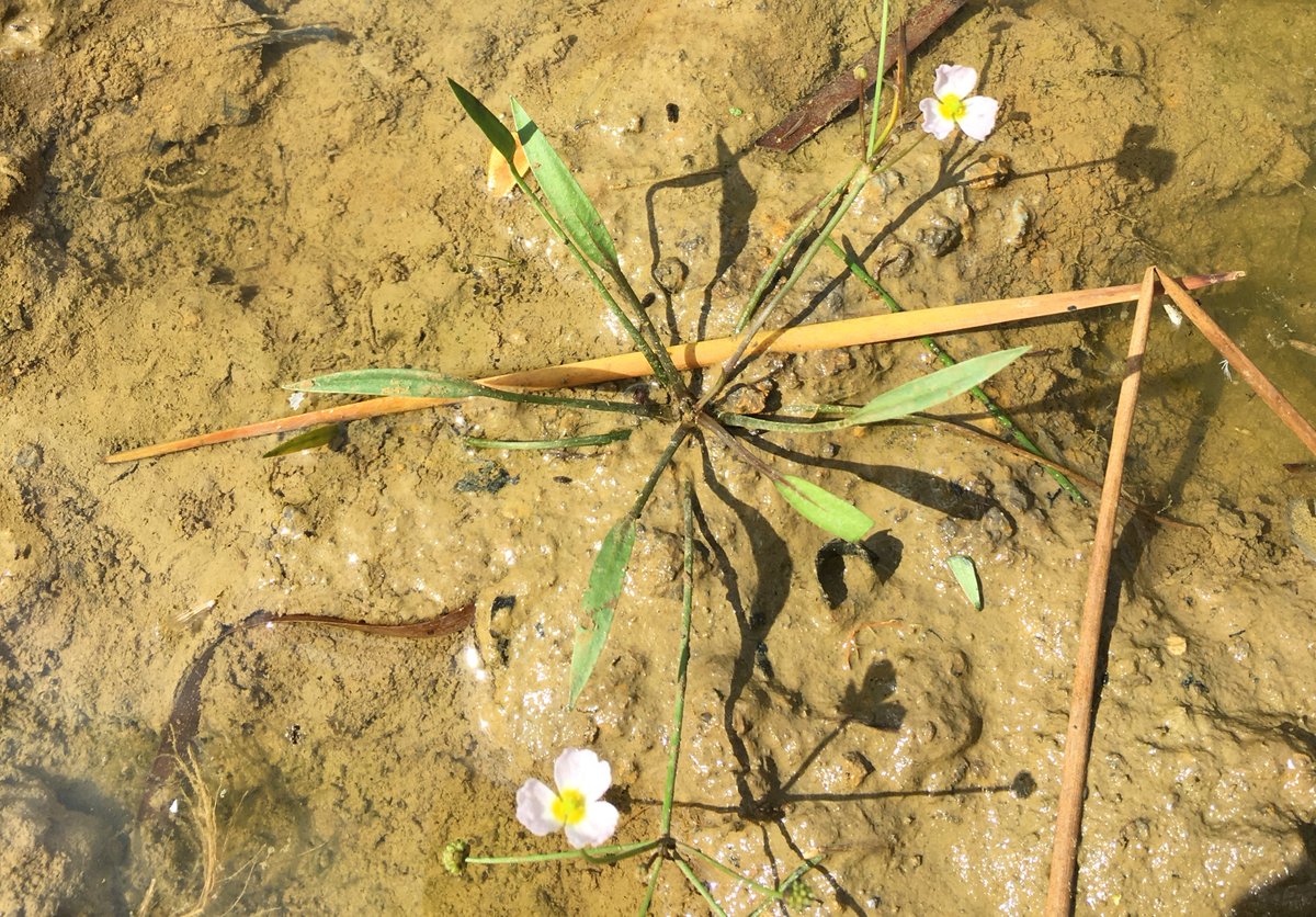 The discovery of Red List plant Lesser Water-plantain (Baldellia ranunculoides) at a @NewtPartnership #Oxfordshire pond shows the power of new ponds to bring back threatened species. Our CEO @jeremybiggs will share our finding (and more) at #SEFS13 today. freshwaterhabitats.org.uk/news/plant-dis…