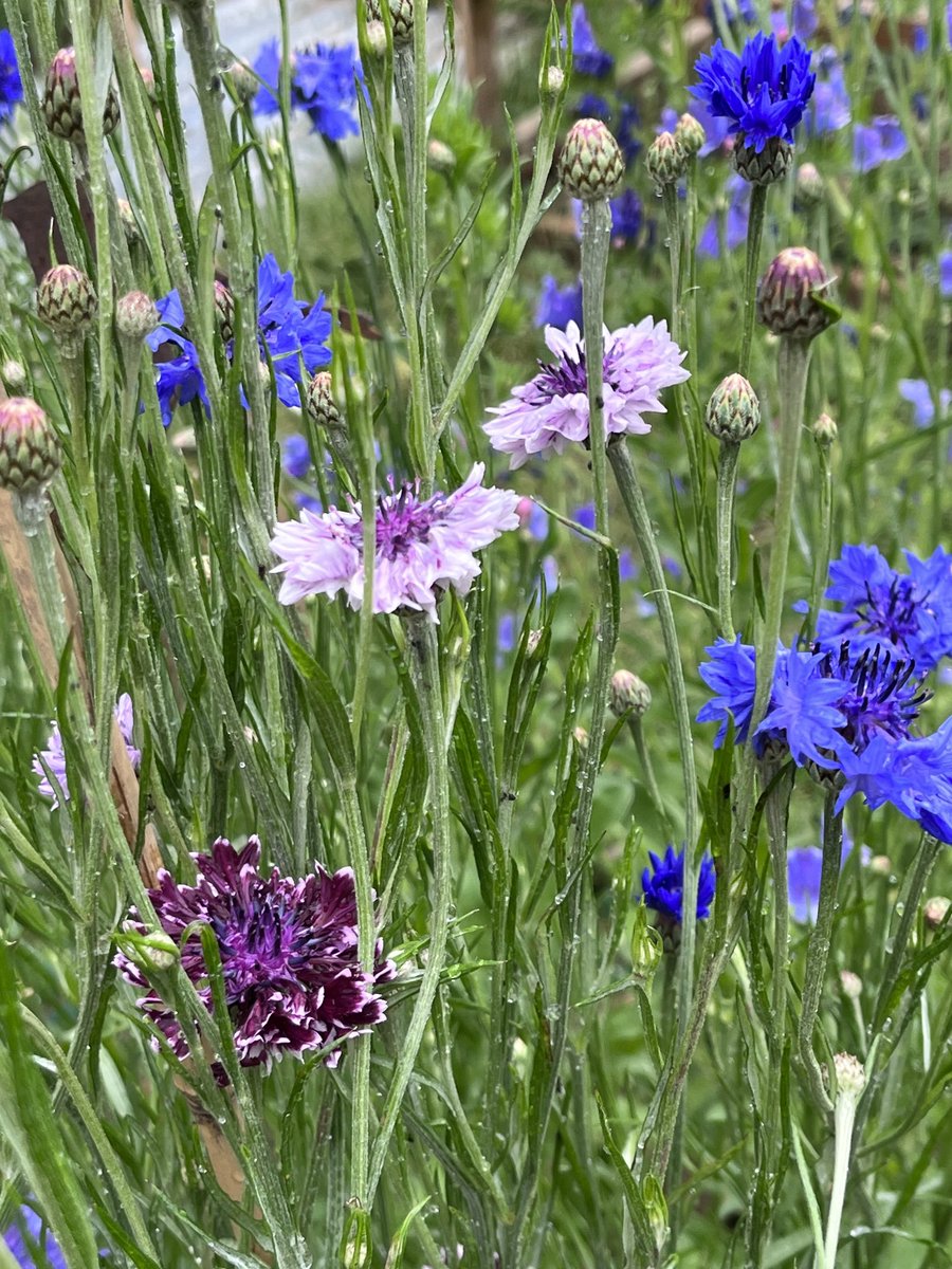 Monica Cates on Twitter "RT GardenBrocante It’s been a good year for