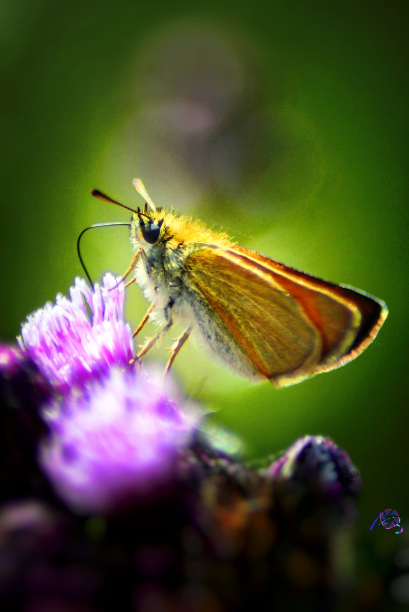 #WarrenFarmNR photographed by @neil5mith 

Up to 24°C.  Brightening up later.  A little rain may move in around 7pm for a short time. It could be another Humid warn weekend, possibly cooling from Monday.

Visit @WarrenFarmNR

#ThePhotoHour
#Forecast
#LondonWeather