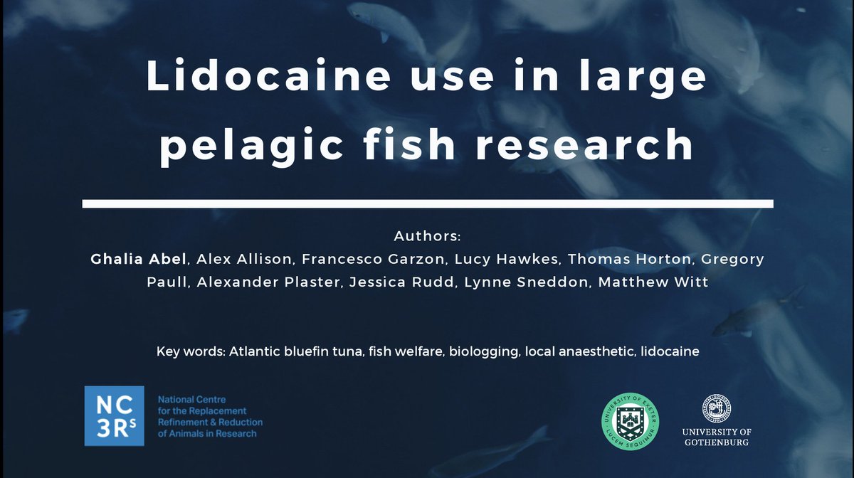 GhaliaAbel's tweet photo. Excited to share a talk today on lidocaine use in large pelagic fish research at #UFAW2023! https://t.co/AVbvoXFdoO