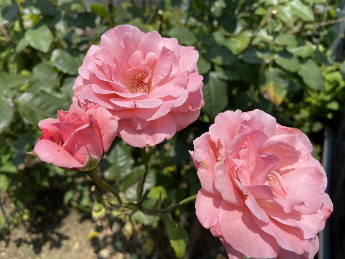 pinkちゃん♡金額変更しました♡ Adidas ZX 22 Boost Women's Shoes Almost Pink-Clear Pink-Acid