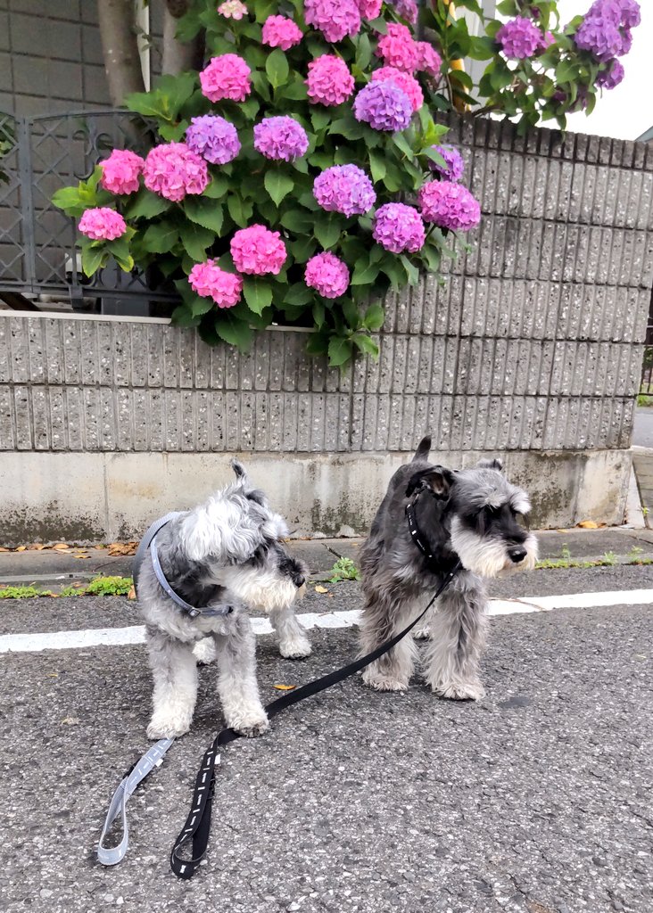 SYUNA1028's tweet photo. シュナ＆ロール早朝散歩🐶🐶
ふたりとも全くこっちを見ず…😅 https://t.co/PNBbGhPaLr