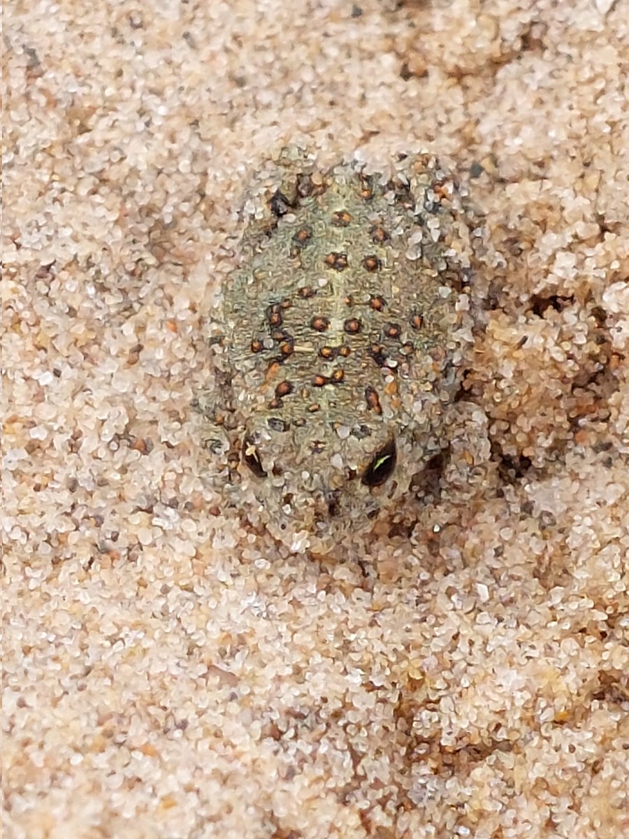 worcspot's tweet photo. Natterjack toads on the move at sandscale haws 18.6.23
#wildlife#sandscale#watch yourfeet https://t.co/cgEIIH9at8
