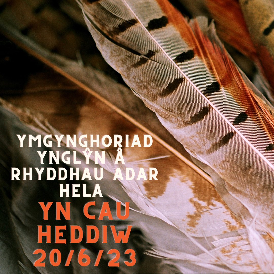 ⚠️YMGYNGHORIAD YN CAU HEDDIW ✍️YMATEBWCH NAWR ➡️ tinyurl.com/bxckbzt2 🧑‍🤝‍🧑Mae'n bwysig eu bod yn derbyn cymaint â phosib o ymatebion i ymgynghoriad CNC ynglŷn â rhyddhau adar hela yng Nghymru @gwct_events @Gameandwildlife @NatResWales