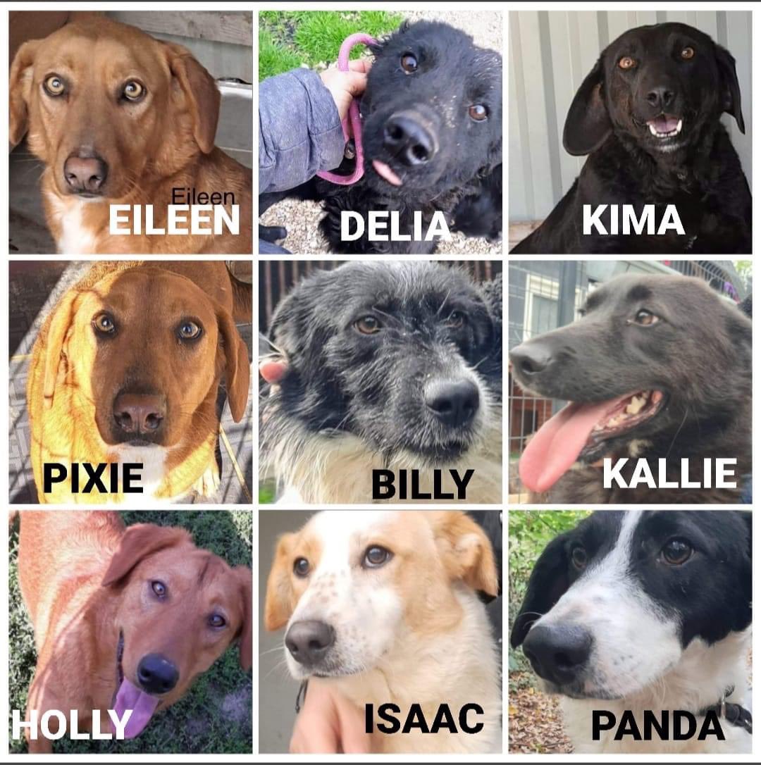 #forgottensoulshour 

The dogs below have all been overlooked for some time now, please could you share them, as we would love to find them all a loving home 🏡 

Full rescue back up ♥️

🌟Reduced adoption fees🌟

dnvsaveanimals.com

#dogsoftwitter #RescueDogs #TeamZay