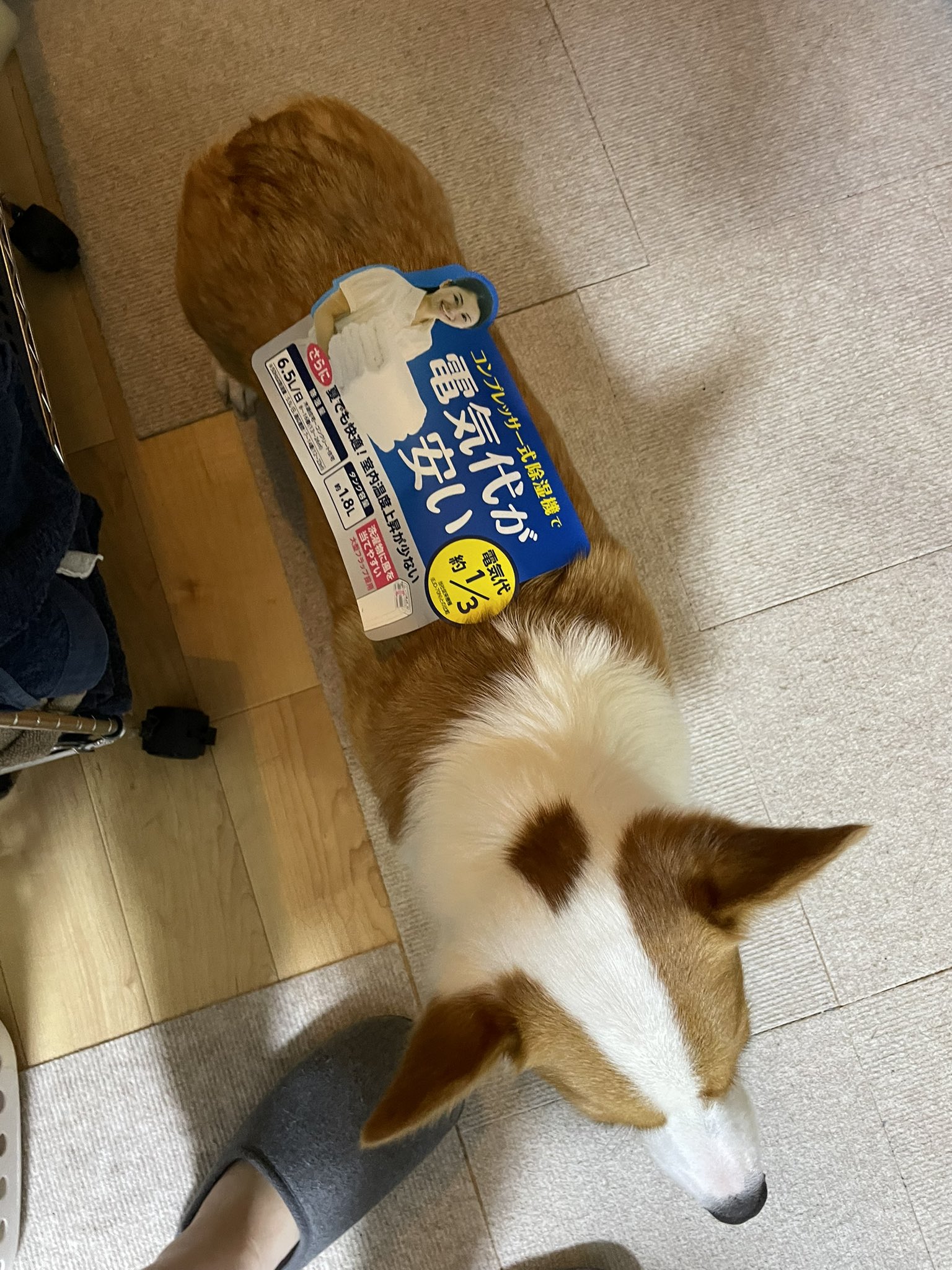洗濯物に寝るコーギー（木彫り） 洗濯物に寝るコーギー（木彫り） （パンちゃん！@コーギー