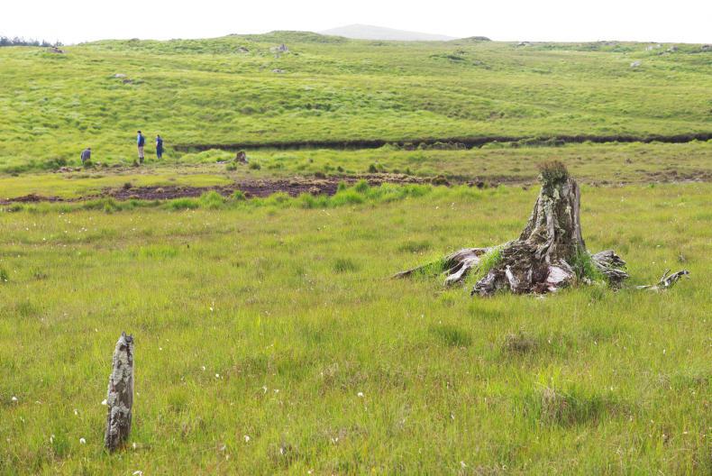 Community ecology of carabid beetles tweet media