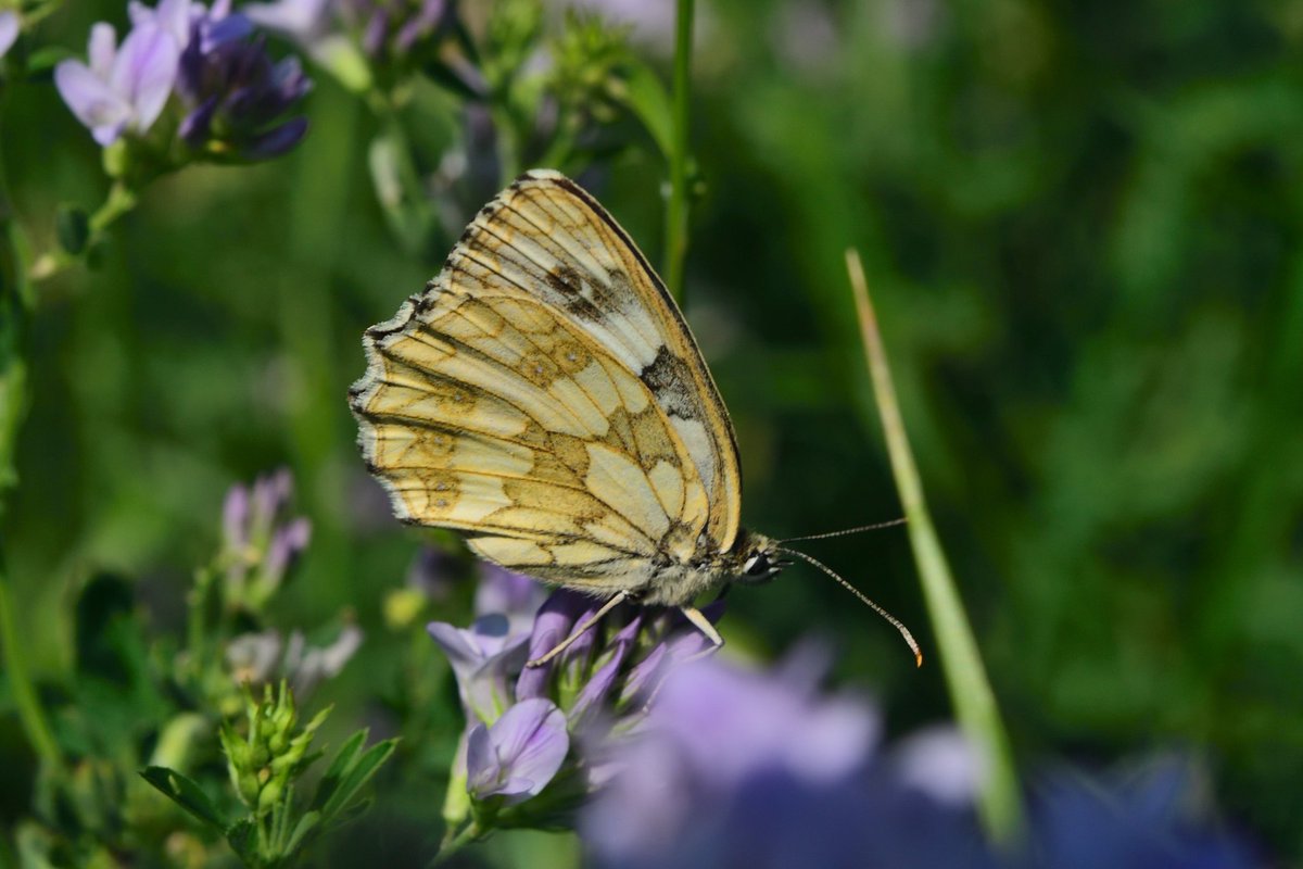 #TwitterNatureCommunity #TwitterNaturePhotography #NaturePhotography #butterflies #SaveButterflies 
weibl. Schachbrettfalter (melanargia galathea)