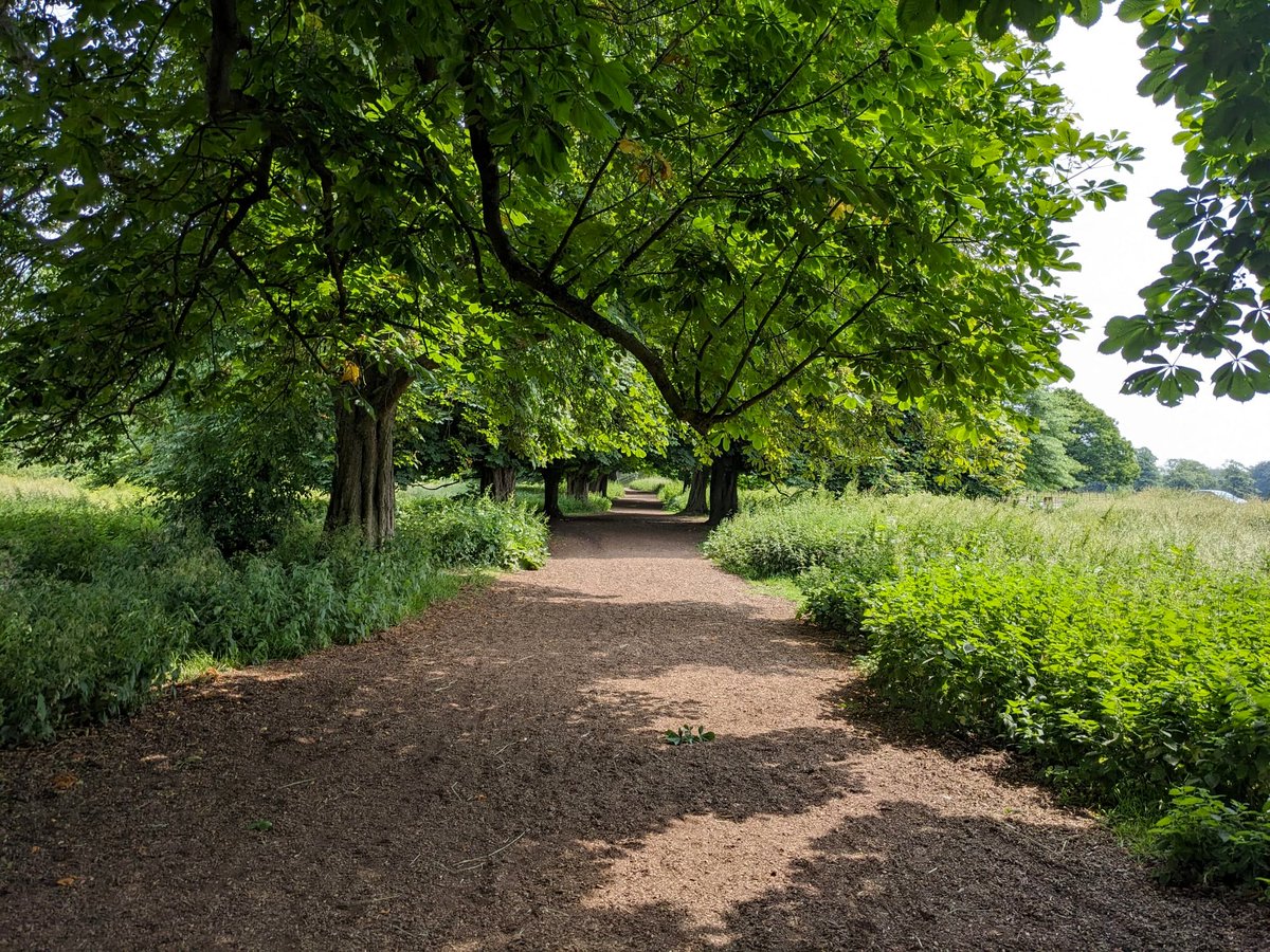 For #30DaysWild week 3 I organised a talk with @RLHSing4Lungs for #CleanAirDay and spoke to @ebbsfleetdc about bees; cooked with garden herbs; joined the Big Wild Quiz; visited Box Moor, St. Leonards' beach and South Saxons SNCI nature reserve; plus some #WildIsles on the TV