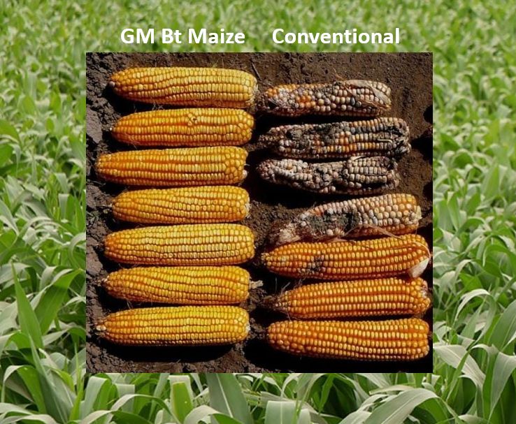 This is why planting GM maize has resulted to an increase in crop yield and the reduction of expenses for pesticide control.