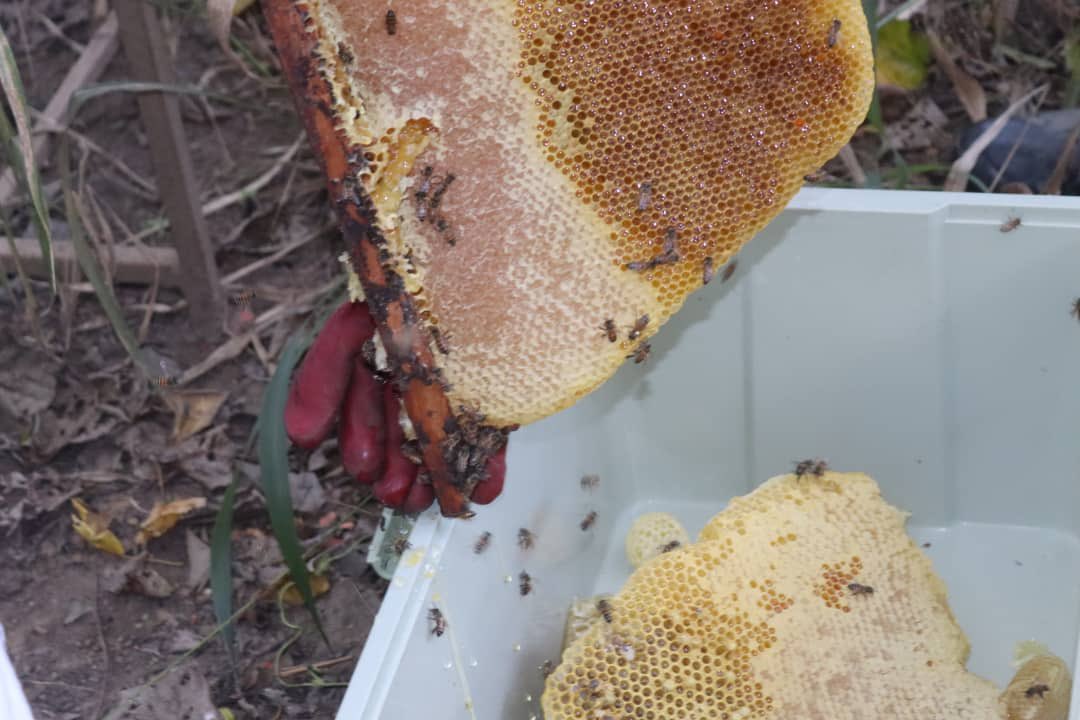 kolwezia tweet media