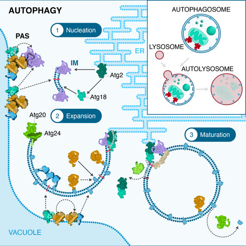 FEBS Letters (@febs_letters) on Twitter photo ✳️Let this amazing Graphical Review ´#Autophagy in a Nutshell´ guide you through #autophagosome biogenesis
🖊️Oren Shatz & Zvulun Elazar <a href="/WeizmannScience/">Weizmann Institute</a>
➡️bit.ly/448EsWe
#lysosome #PAS #phagophore #vacuole ✳️Let this amazing Graphical Review ´#Autophagy in a Nutshell´ guide you through #autophagosome biogenesis
🖊️Oren Shatz & Zvulun Elazar <a href="/WeizmannScience/">Weizmann Institute</a>
➡️bit.ly/448EsWe
#lysosome #PAS #phagophore #vacuole