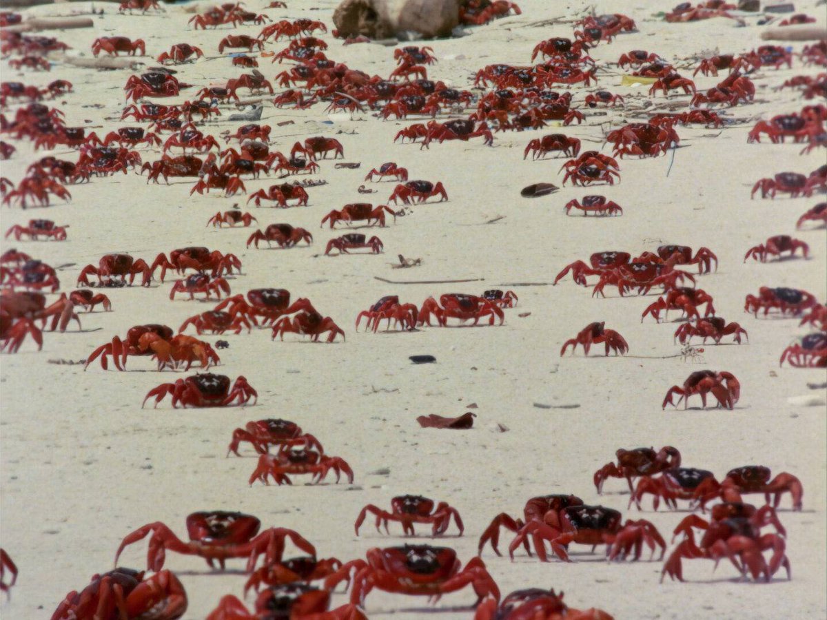 Dive into the world of Werner Herzog at <a href="/EYE_film/">Eye Filmmuseum</a>! 🎥✨ Experience the magic of his unorthodox oeuvre, spanning over 70 films that have captivated audiences for over half a century. Explore the profound relationship between humanity and the chaotic beauty of nature. 🌍❤️