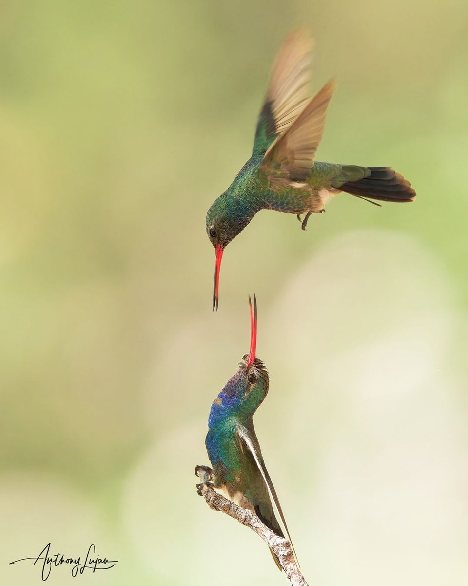 Nice Hummingbird 😍😍