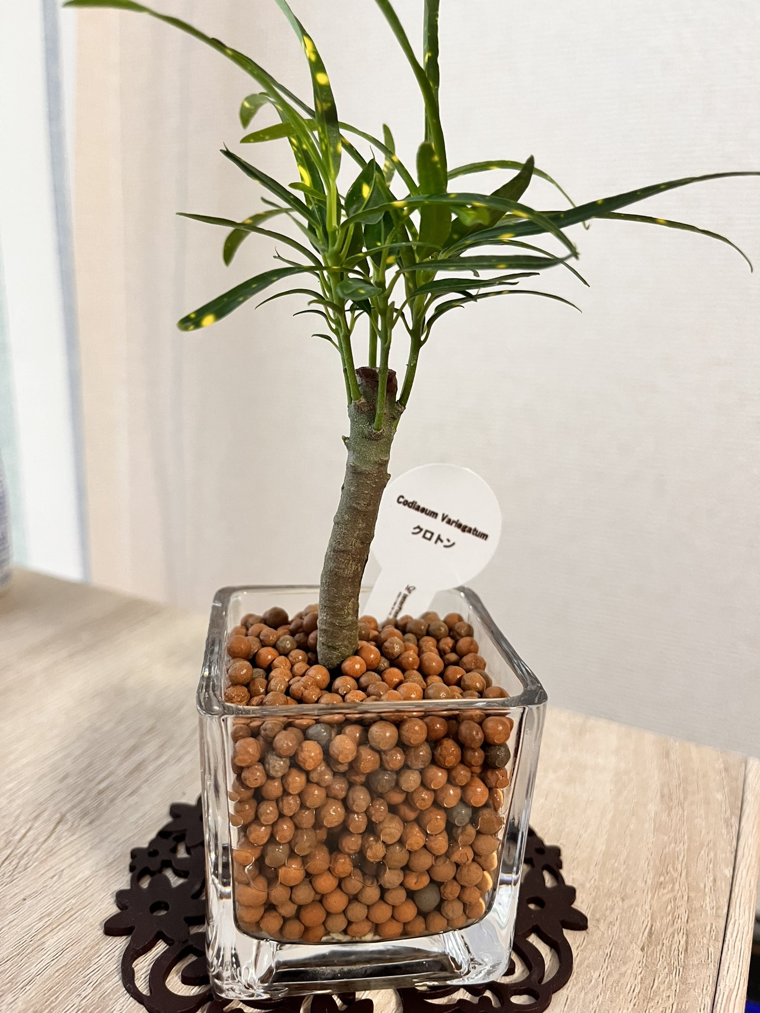 クロトン　色々あります。 クロトンの種類図鑑｜大きくなる品種は？花や葉に違いはある？