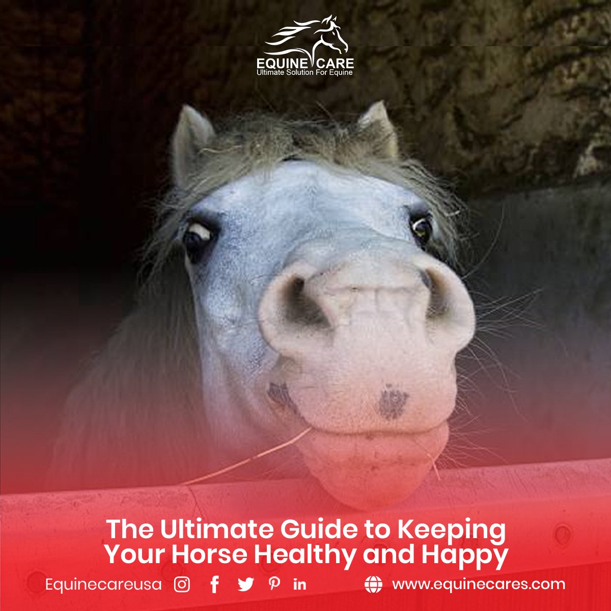 some insights and practical tips to ensure your horse's health and happiness.

Provide a balanced diet of forage, grain, and supplements. Consult an expert for specific dietary needs. Schedule check-ups, vaccinations, 

#HorseHealth #EquineWellness #HappyHorse #HorseCare