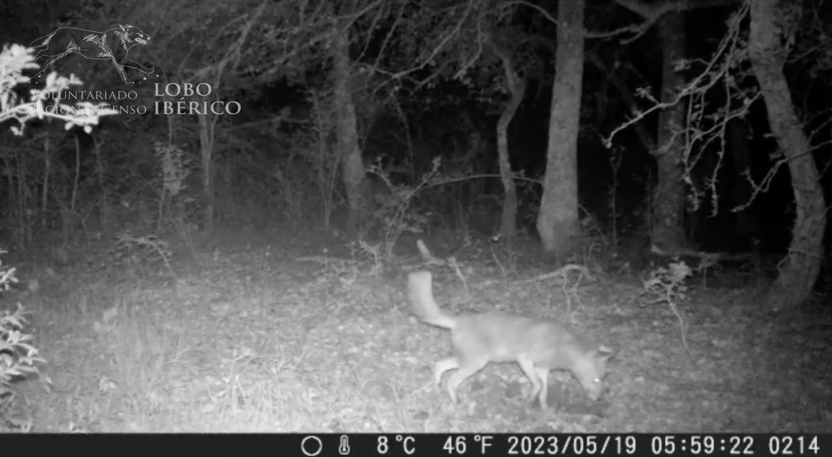 CensoLobo's tweet photo. PRIMER REGISTRO en España de cánido silvestre compatible con chacal dorado (_Canis aureus_) después del atropello de hace unos meses: https://t.co/pGveUKkCqO

En la zona de contacto entre #Araba y #Burgos 

@mitecogob 
@jcyl 
@Gob_eus 

Grupo de trabajo #Euskadi 
Seguimos... https://t.co/WXfhVCh1De