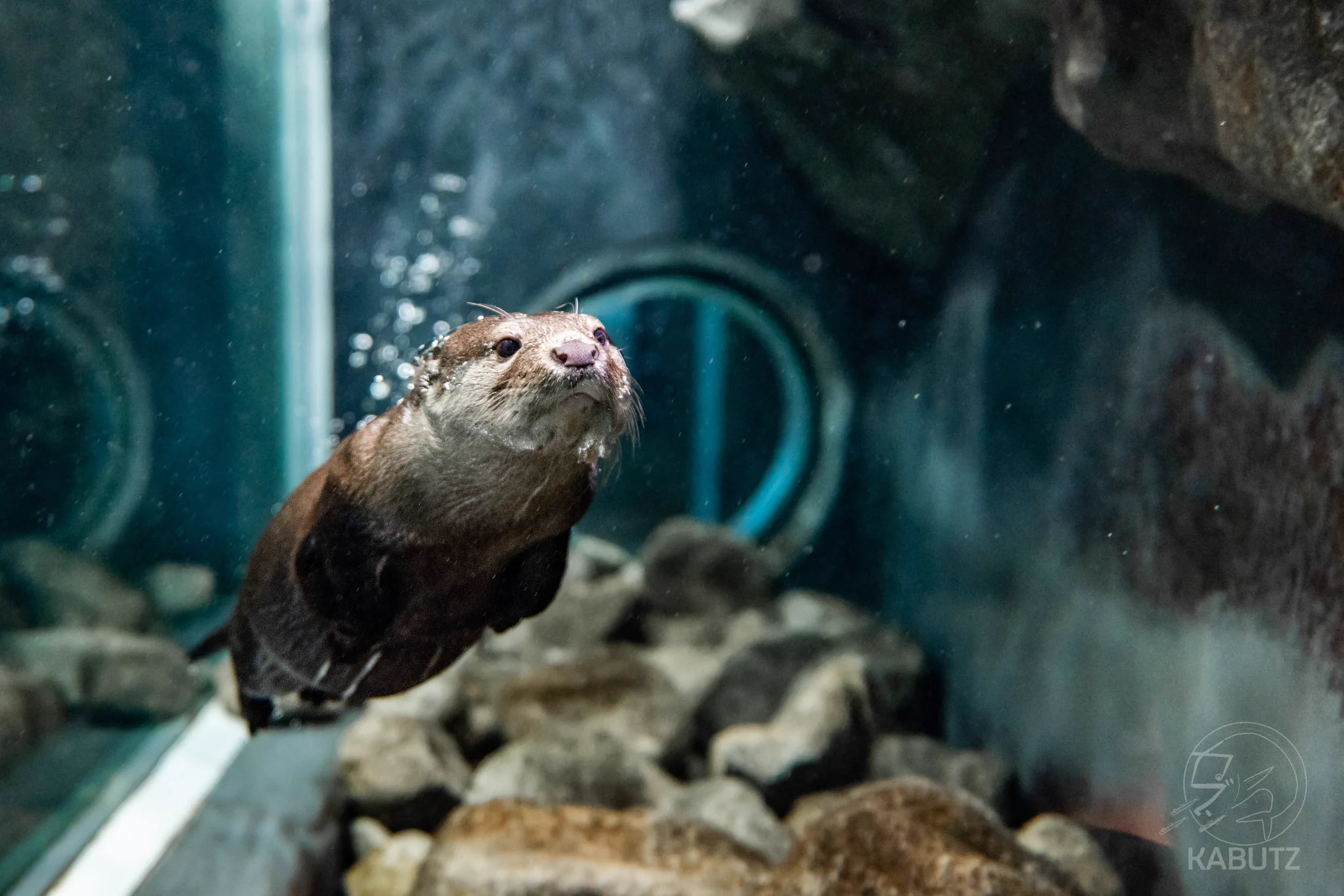 校舎の雰囲気はそのままに。廃校を再利用した水族館「みなとやま水族館」。
