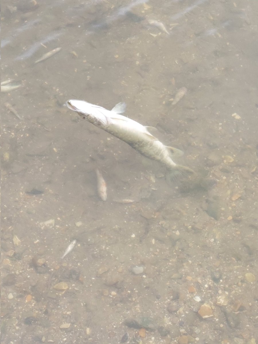 Fish kill on the River Cam!
This has happened in the last 24 hours.
@RiverActionUK @Feargal_Sharkey @EnvAgency @AnglianWater @angling_times @AnglersMail