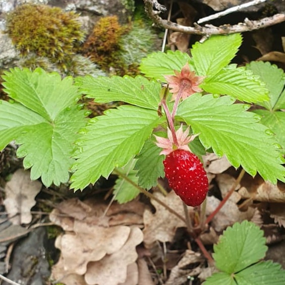 🍓🍓🍓🍓🍓🍓🍓🍓
¿Has probado una fresa silvestre?

Todo su sabor condensado en un pequeño bocado.   En esta época empiezan a salir en los recados más húmedos de los caminos de #PuntoPirineos. Pequeños tesoros que guardamos en nuestro paraíso.