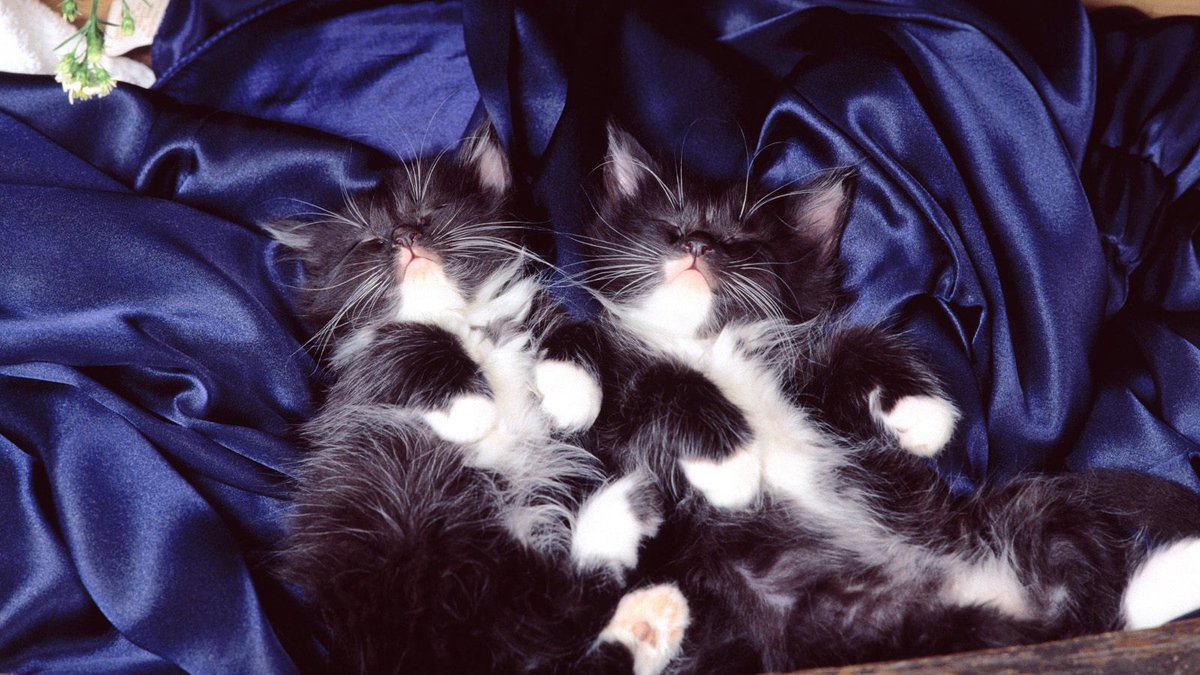 Sweet Dreams
おやすみニャンコ
#猫好きさんと繋がりたい #猫