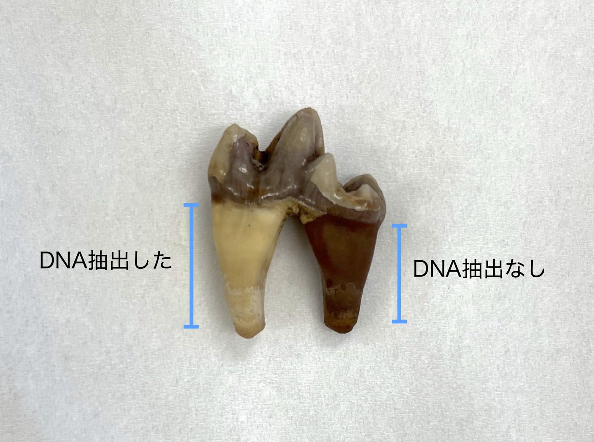 弥生時代のイヌの歯から、非破壊法でDNAを抽出しています。

弥生時代に多くの人が日本列島に渡来したことが知られていますが、イヌもこの時代に渡来して縄文時代のイヌと混血した考えられています。

弥生時代のイヌのDNAを調べると、この時代のイヌの変遷がダイレクトにわかるので楽しみです。