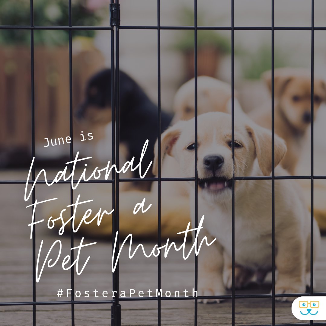 It's National Foster a Pet Month! 🏠🐾💙Together, let's make a difference and create a loving environment where these precious souls can thrive. #nationalfosterpetmonth #nationalfosterapetmonth #fosterapet
