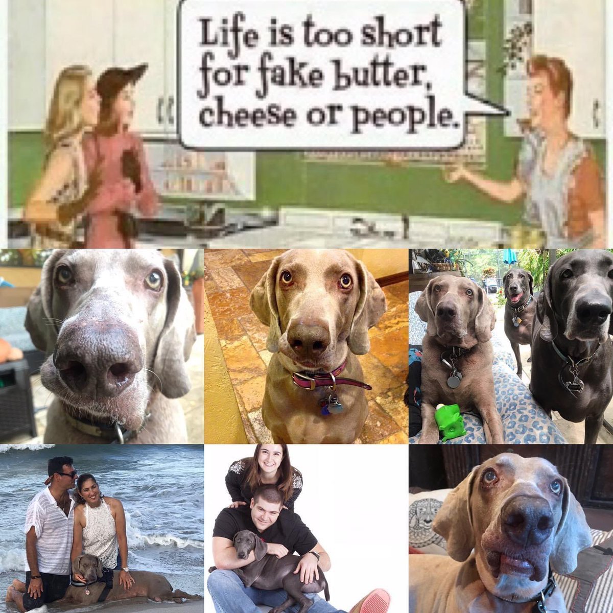 #ras #weimaraner #weimaranerwisdom #dogmemes #doginfluencer #funnydogs #dogmemes #coverdog #dogmodel #dogsontwitter @weimcrime