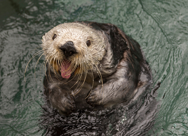 It's a new day, human! You got this! dailyotter.org/posts/2023/6/2… 📸: @OregonZoo