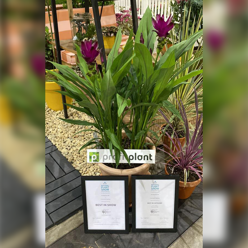 Tijdens de HTA National Plant Show is de #Curcuma #Siam Skyline van Richplant dubbel in de prijzen gevallen! 

#Trots dat KP Holland met het #uitgangsmateriaal voor de #Skyline heeft mogen bijdragen aan het winnen van deze mooie prijzen.