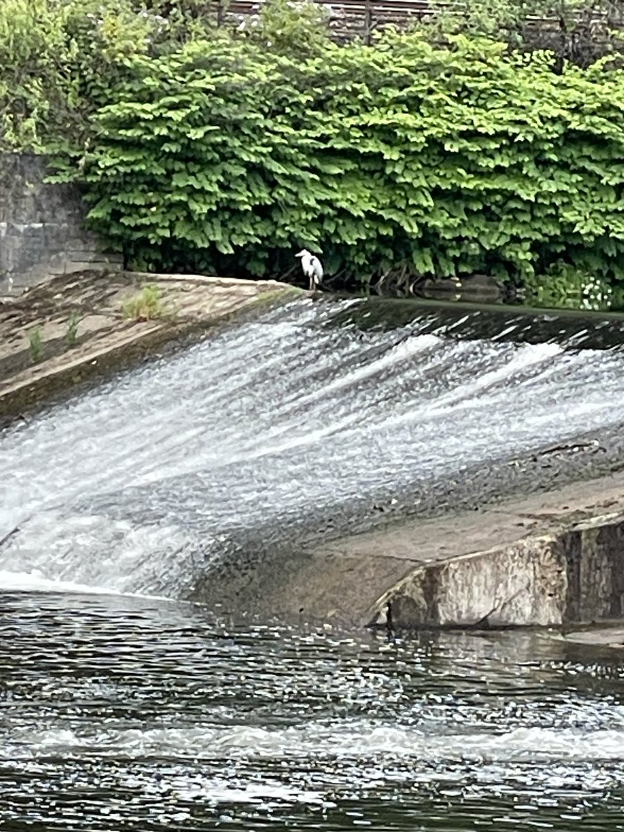 #dentistswithherons spotted this guy on my walk this morning at Radyr weir