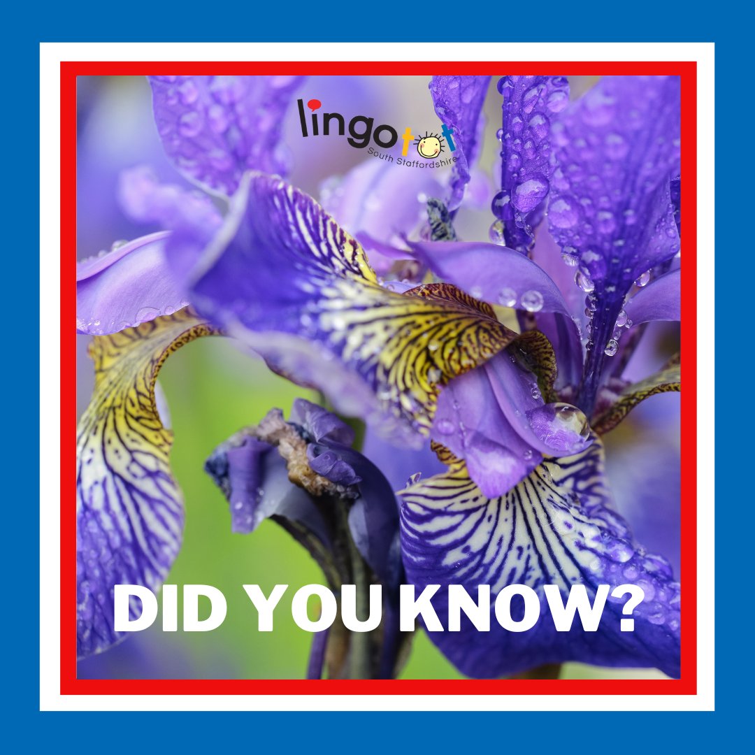 France's national flower is the Iris. In French, it's called 'fleur-de-lis' meaning 'flower of the lily,' so people often get confused and think it's the lily.

#lingotot #lintotosouthstaffs #frenchteacher #spanishteacher