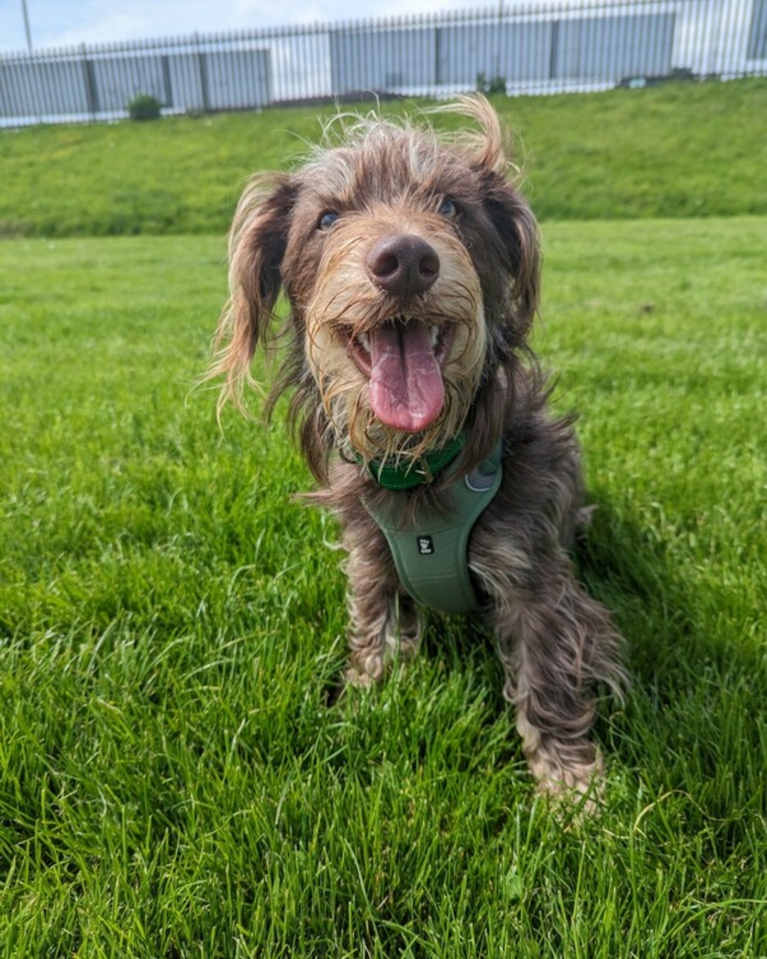 Edinburgh Dog and Cat Home (EdinDogCatHome) / Twitter