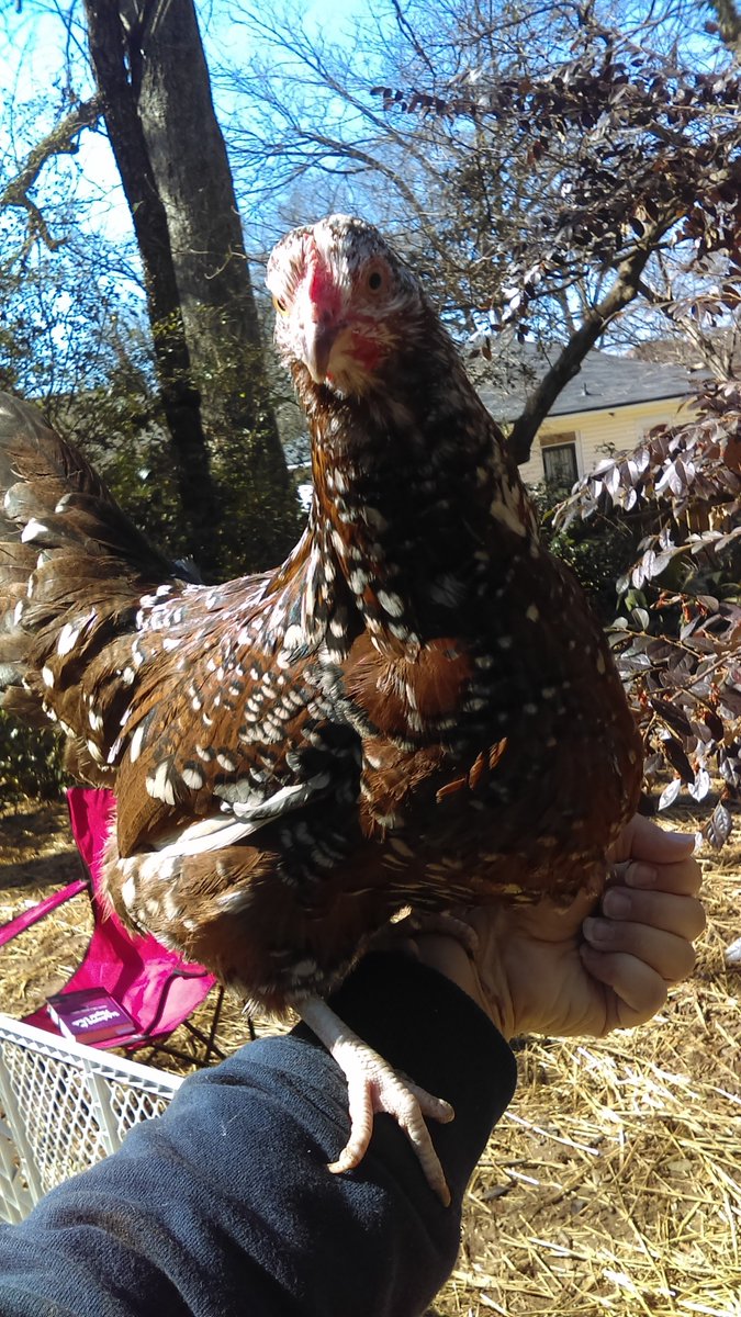 sablefedora's tweet photo. It's been like 6-7 years still miss this chicken so much. https://t.co/X6gouyxjHS