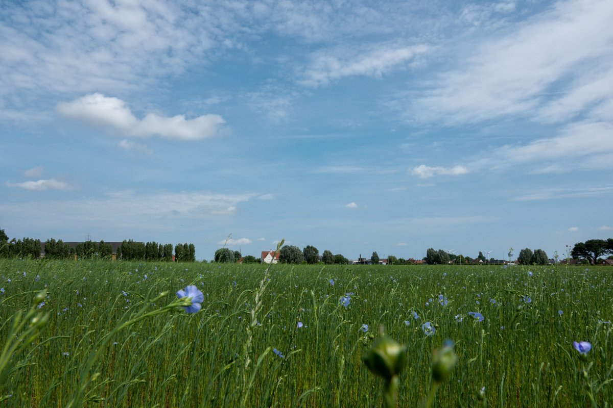 #vrtweer Waregem, door de aanhoudende droogte komen de vlasvelden moeizaam tot bloei. Hopelijk valt er dra een stevige regenbui maar zonder onweer
<a href="/MeteovistaBe/">meteovista.be</a>
<a href="/Weerbord/">Weerbord☀️☔️</a>
#weerbericht #meteo #weerfoto <a href="/meteobenl/">KMI</a>
<a href="/BuienradarBE/">BuienradarBE</a> <a href="/Texturekortrijk/">Museum Texture</a> #vlassafari