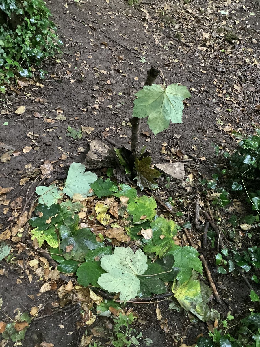 BandBschool's tweet photo. As a part of Sustainability Week, KS1 were inspired by Andy Goldsworthy’s natural Land Art. We went up to forest school to create our own Land Art using natural materials! #BandBSTEM #BandBForestSchool #SustainabilityWeek @mrsdpriscience @eboractrust https://t.co/Xih2TI1sAf