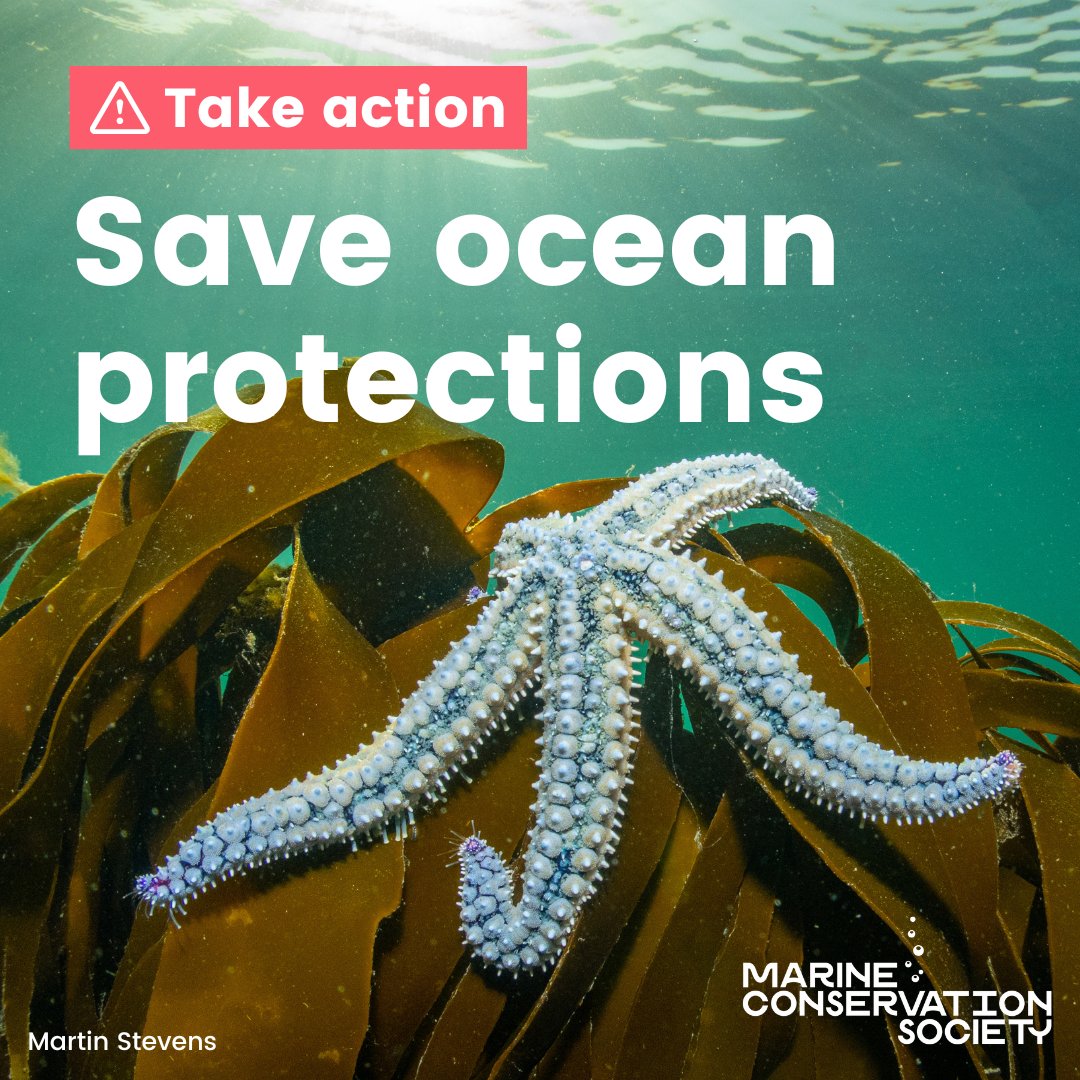 Time is running out to help save ocean protections⏰ This week the REUL Bill re-enters Westminster for MP consideration. Email your MP today to fight for the crucial environmental laws safeguarding our seas📨 mcsuk.org/what-you-can-d…