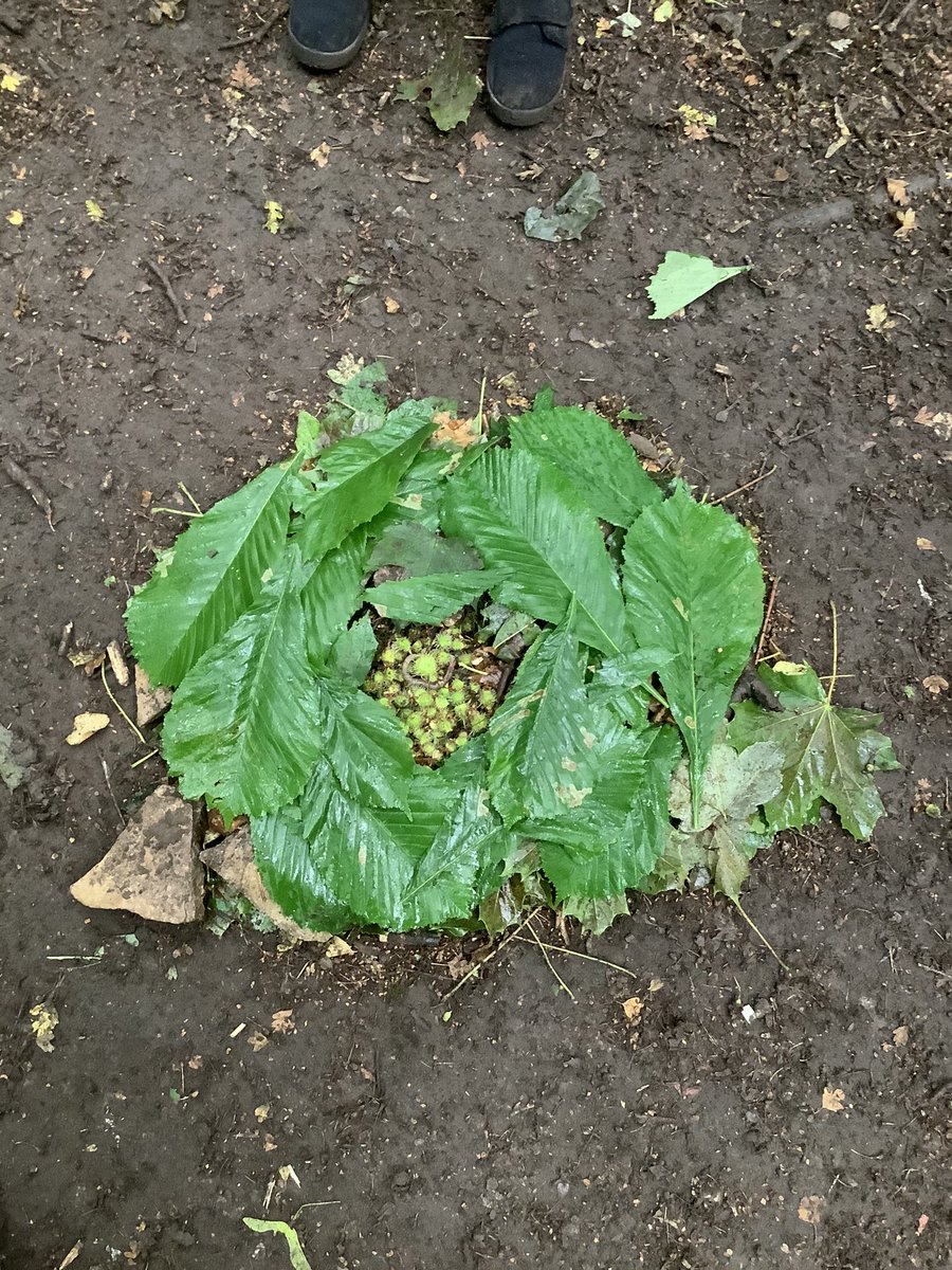 BandBschool's tweet photo. Some more snaps of Team Aire and Team Ouse’s Land Art! 🌱 #BandBSTEM #BandBForestSchool #SustainabilityWeek https://t.co/ctuKYypF45
