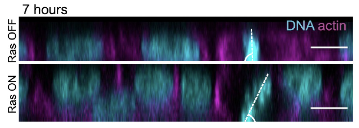 So far, this data was in single cells. Do similar mechanisms operate in a tissue?

YES! Ras also induced out -of-plane divisions in epithelial monolayers and 3D spheroids.