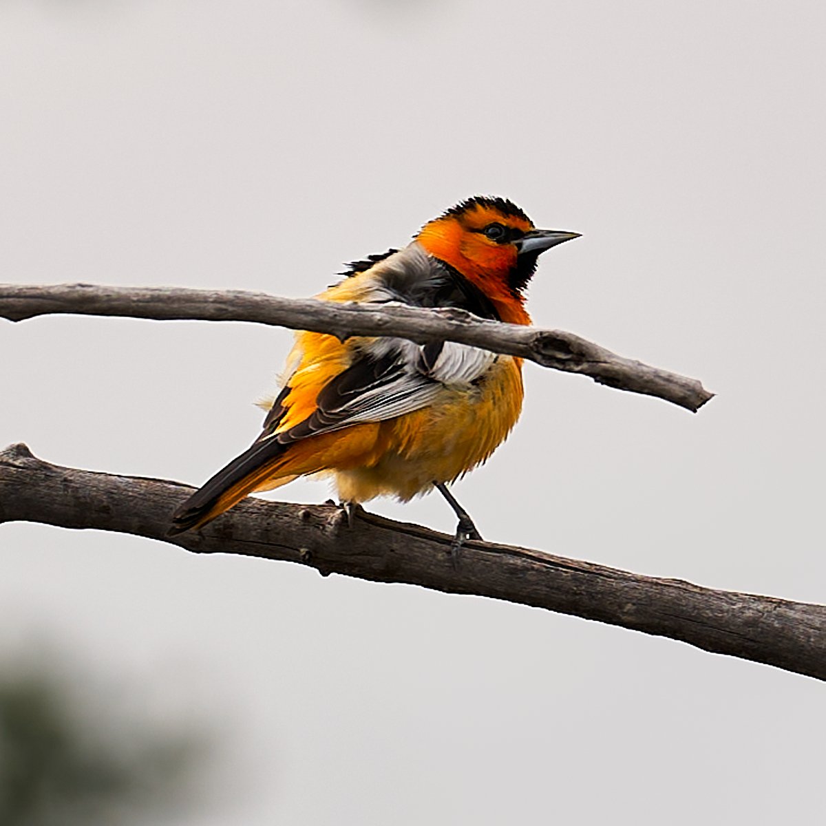 Something a little more colorful today. Anyone know what kind of bird this is?

#birdlovers #justgoshoot #wildlifephotography #explorecolorado #adventureawaits #justgoshoot #getoutdoors #wildlifeaddicts #birdofinstagram #birdphotography