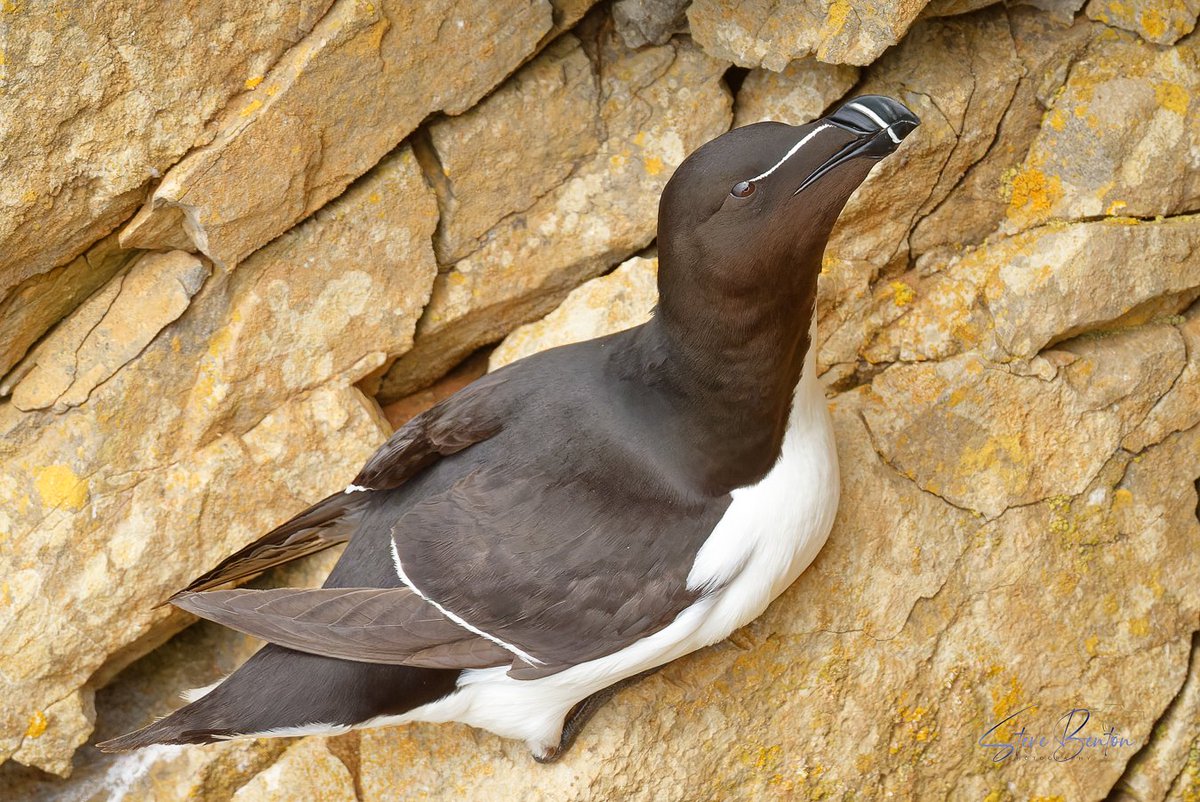 Guillemots and Razorbills, amazing to sit and watch them perched on the narrowest of coastal cliff ledges.... @BBCSpringwatch @RSPBCymru @Natures_Voice