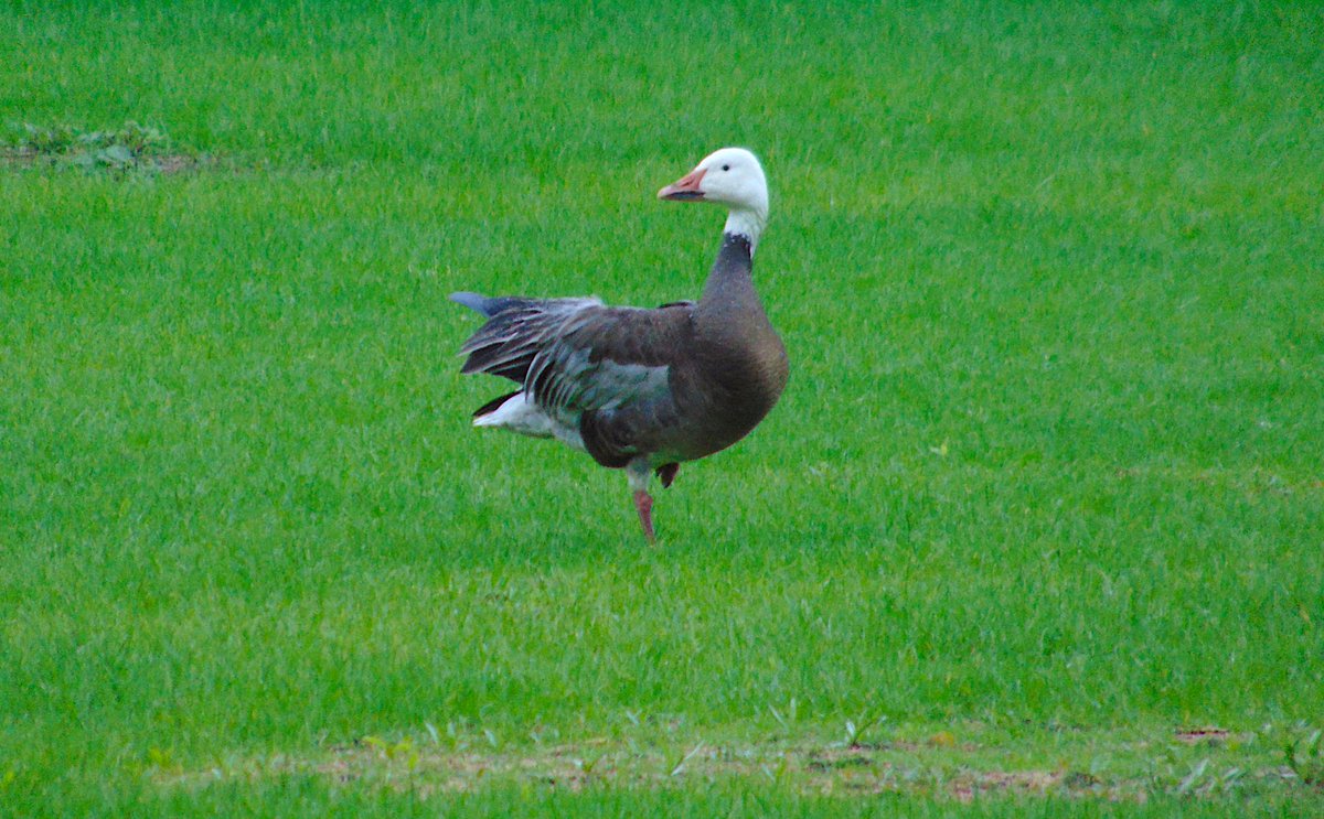 A rare snow goose (in blue morph) in Wascana Park. 
During migration, you can see snow geese by the thousands in the countryside, but rare to see in the city. 

#birdwatching #birding #BirdsSeenIn2023 #SnowGeese #WascanaPark #UrbanNature #birdphoto