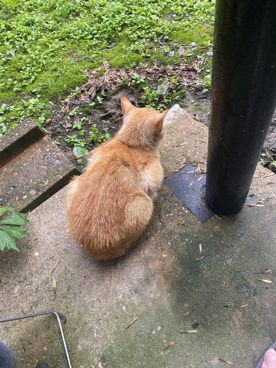 payers19701's tweet photo. When you have been adopted by the sweetest outdoor cat you have ever met, you might as well give in immediately. https://t.co/Qf5z354iJL