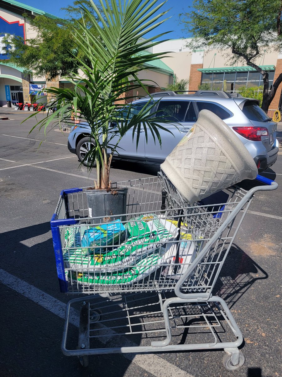 Was supposed to pick up just a bag of soil for a tree we just planted. 🫢🌴👩‍🌾🌞
#teacherlife <a href="/Lowes/">Lowe's</a> #gardening #palms #stressrelief #notboredyet #firstweekofsummerforme
