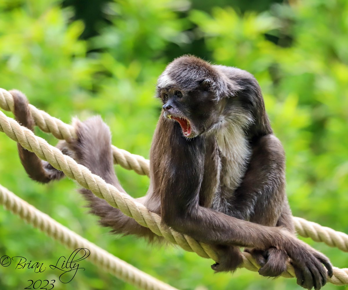 Male Brown spider monkey 'Kikou' @PaigntonZoo #monkey