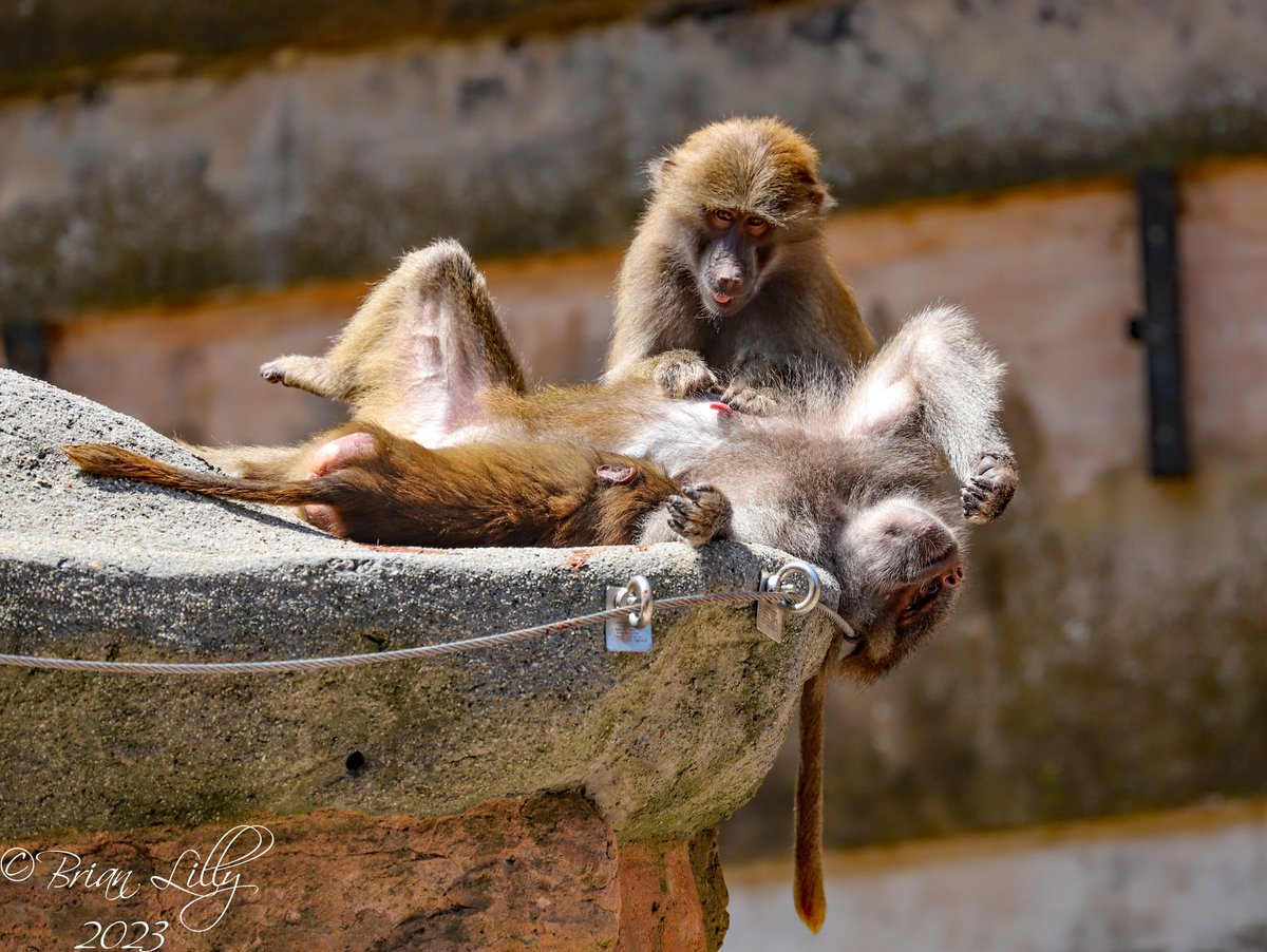 Hamadryas baboons living life on the ledge @PaigntonZoo #baboons