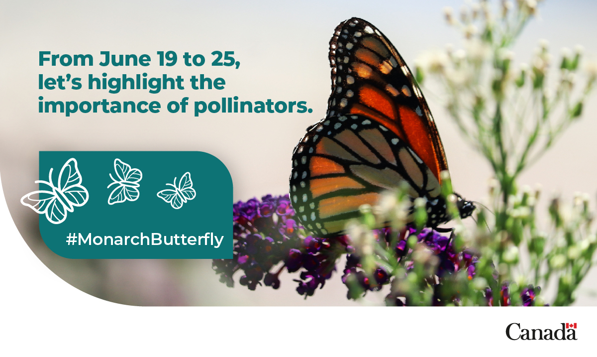 It's #PollinatorWeek! 
#DYK that the #MonarchButterflies 🦋 carry pollen from one plant to another? Many pollinator populations are declining. Find out what @EspacePourLaVie is doing to protect them: ow.ly/Z99v50OSN1c
 
@Pollinators 
@CECweb